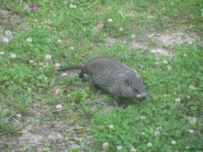 Encore un bébé marmotte dans ma cour !