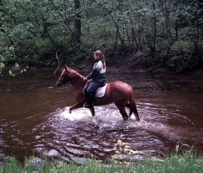 Jument dans la rivière