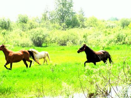 photo par meltattoo