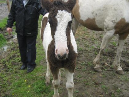 Basaachka, pouliche de l'oncle et la tante de painthorse!!!
