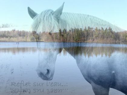 Un autre montage, cette fois-ci, ma jument Canadienne en "reflet...