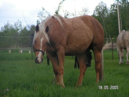 Cheval au champ en été