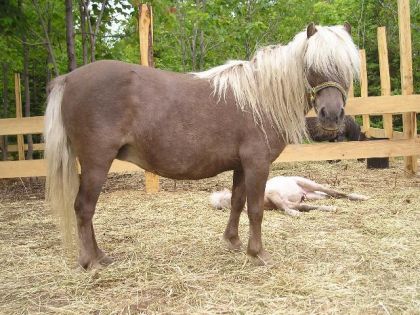 la maman du ptit pou elle est tellement gentille