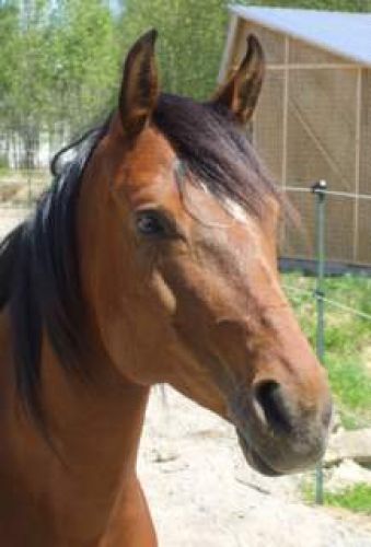 La belle Azur,Arabe de 5 Ans