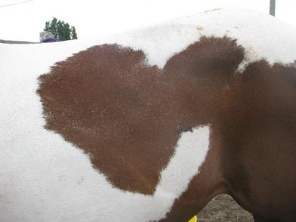 Le beau coeur de lucky ! :D