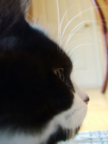 Xanto de profil!!
