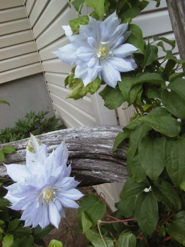 Une des Fleur