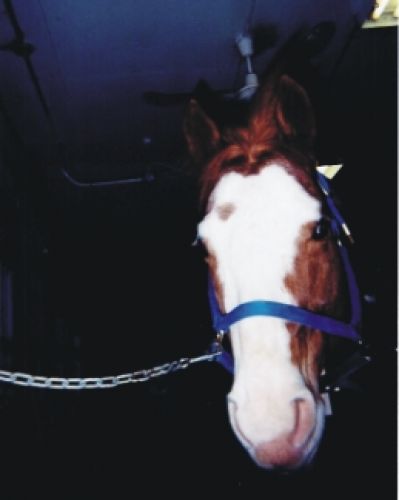 Tete de cheval