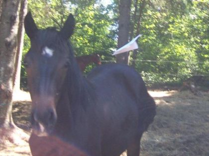 Voila Mon Poulain Et L'avion en papier. Et mon Vieux cheval que...
