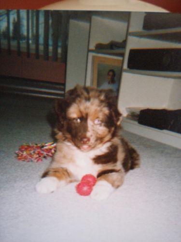 Ah le beau ti-chien!