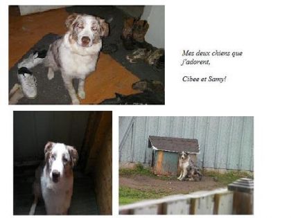 Mes chiens