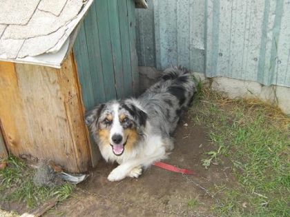mon chien