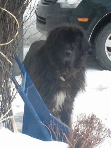 Mon chien (L) :)