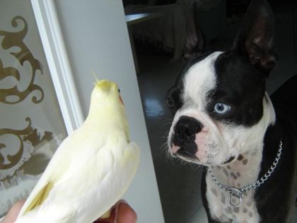 Un de mes oiseaux, et mon Léo qui essaient de fraterniser