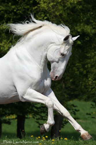 Quixote etalon lusitanien de 12 ans!! wooowwwwww