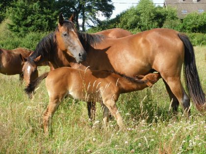 Vulcain et sa maman Emra