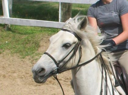 poneyy au travaille !