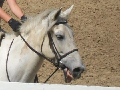hahaha !! la face dmon poneyy est ke trop marantee la dessuss...