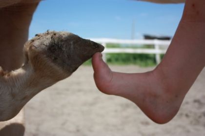Mon Pied && Son Sabot