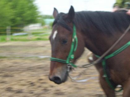 Mon cheval Dream .. au travaill xDD