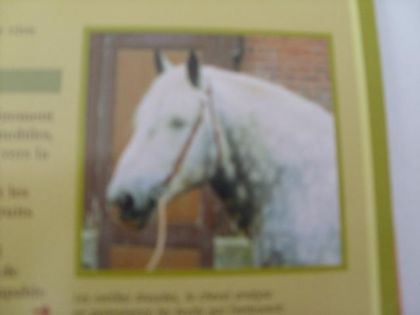 Un bo gros percheron..On dirait le cheval a POUMPOUM