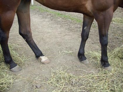 Les jambes a Dream