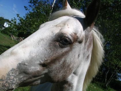 Oeil d'un cheval tacheté