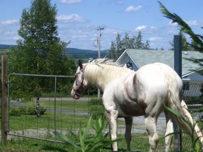Cheval devant une cloture