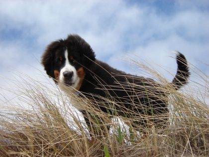 Baltazar dans les herbes de plage!