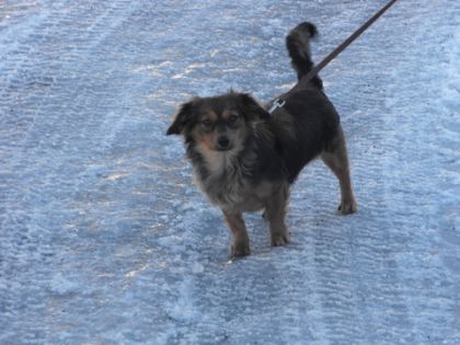 photo par Lauhorses Mon petit ours cet hiver ! Moka :)