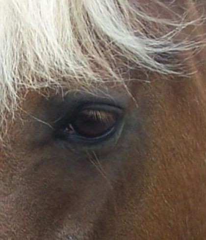Oeil d'une jument au crin blonds
