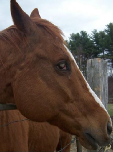 Un cheval aveugle d'un oeil