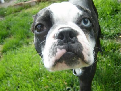 Mon chien avec sa face de pet