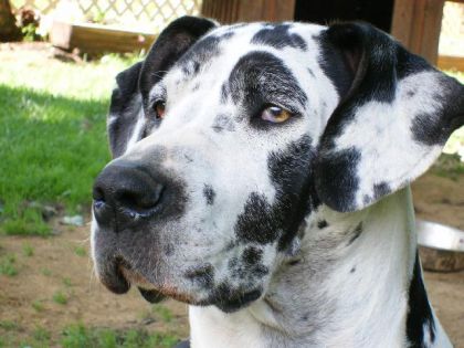 Ma chienne en observation =p