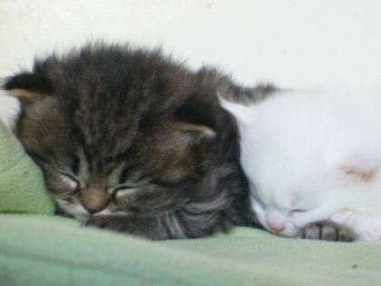 Trop choux quand ils dormaient ^^ =P