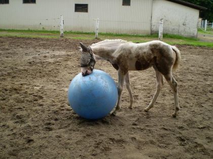 Après une pluie et une bagarre avec son meilleur ami, ballon...