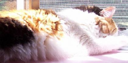 naïla, ma tite chatte