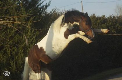 Apache étalon Paint horse