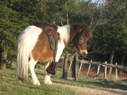 Cowboy, le petit cheval miniature a Anne-Fred ( Cabouny sur le...