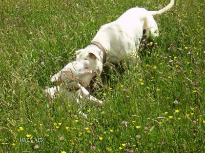 Mes chiens qui jouent