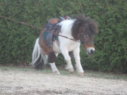 Une autre photo du Cowboy , la première fois avec  une selle !