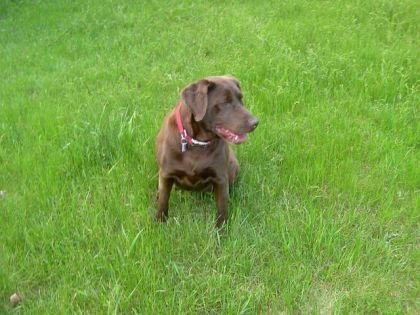 VOici  mon autre chien Kyra !! :P ses kelle aime le plus au...