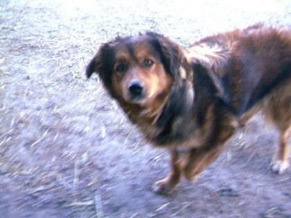 Voici Maya la chienne de VDB! On l'aime tant