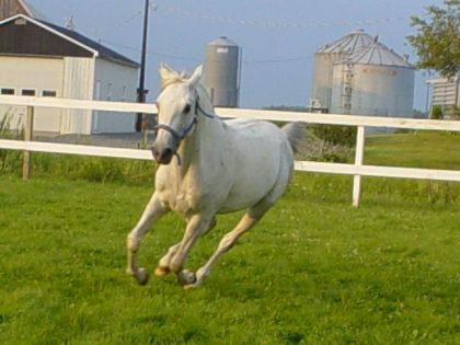 flash au galop
