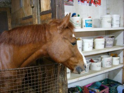&Ccedil;a, c'est Piper un super mignon petit poney et je le trouve...