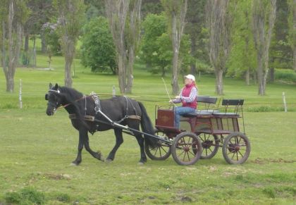 Pirouette et son premier &eacute;t&eacute; &agrave; l'attelage