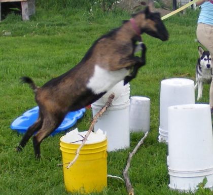 Qaund on veut , on peut... les chèvres sont des animaux qui...