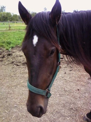 Encore Foxxyyy est Tellement Bellle Cocotes (L)