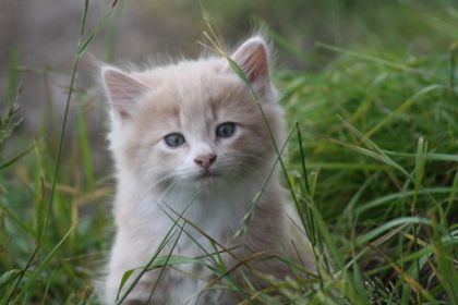 L beau Ti-coune...on des chatons de l'écurie!