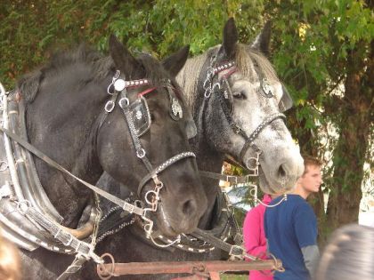 Les chevaux au verger charbonneau =)